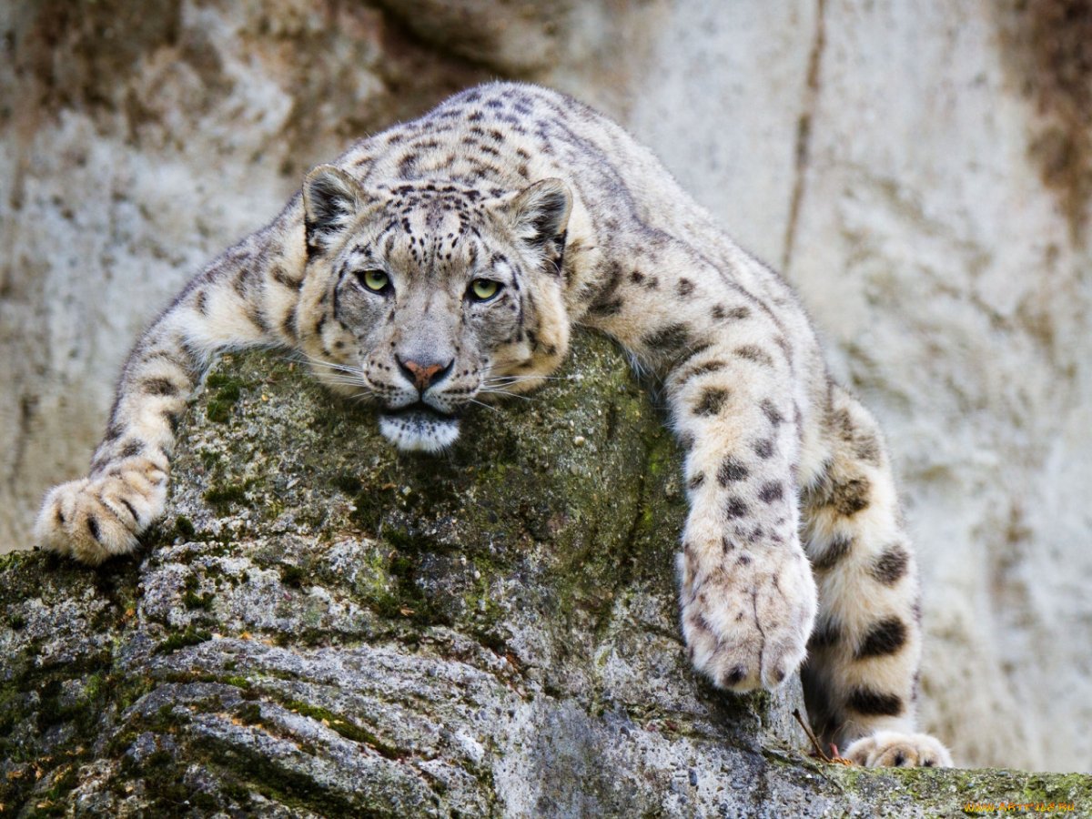 Снежный леопард Алтай