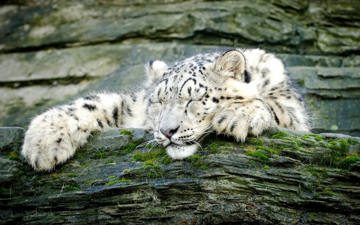 Снежный Барс 4k