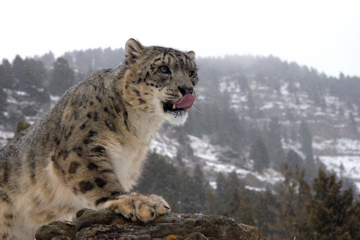 Снежный Барс Кузнецкий Алатау