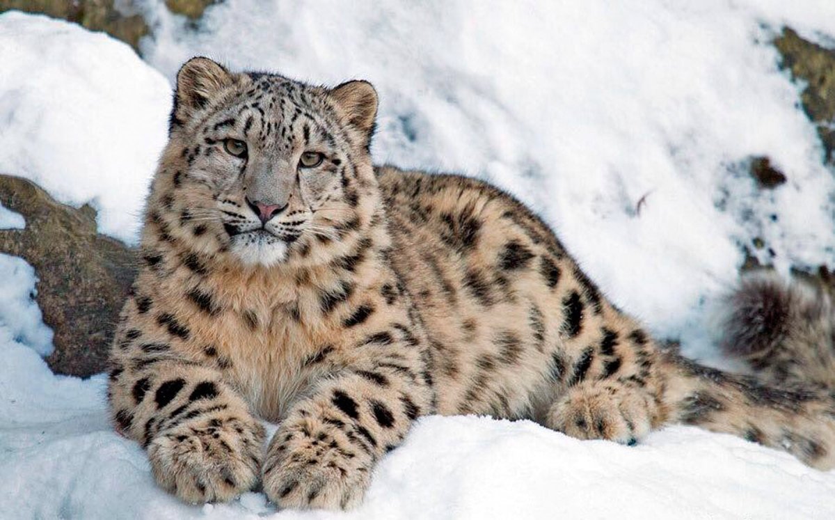 Снежный Барс мастер маскировки