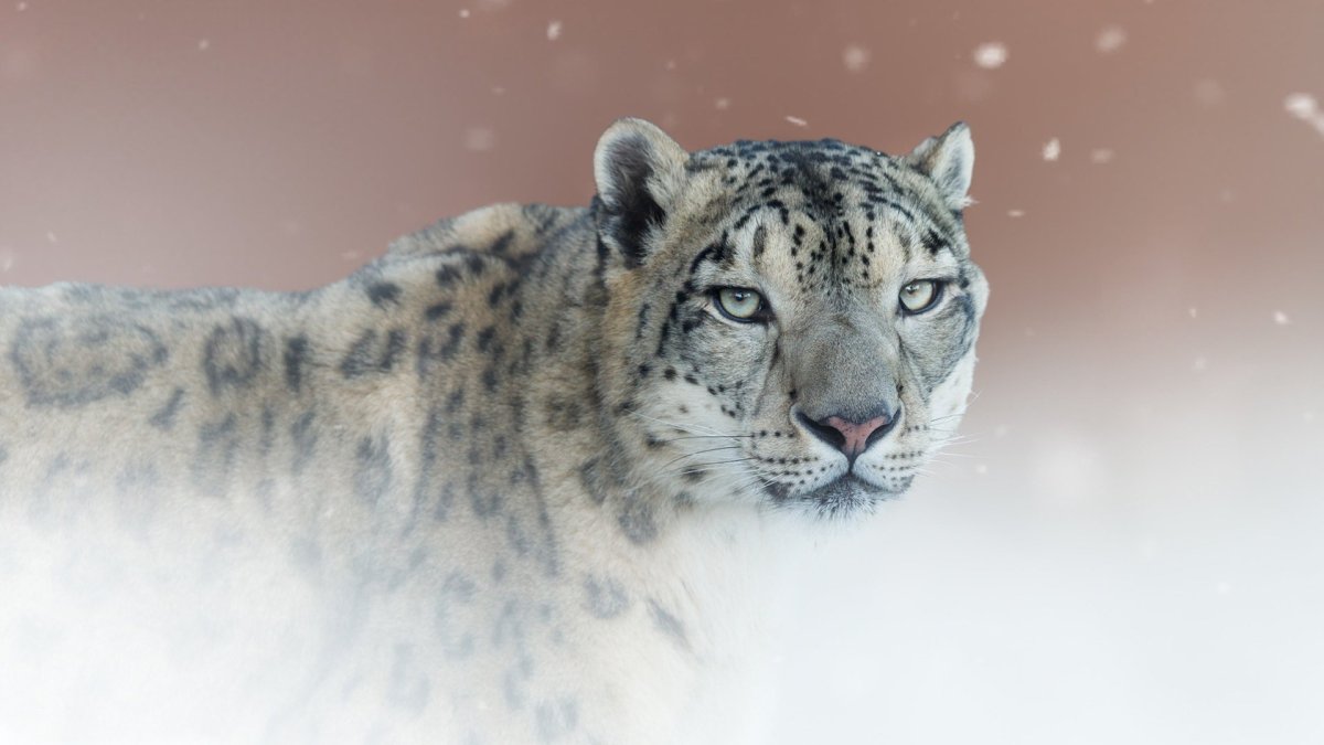 Ирбис (снежный Барс) uncia uncia