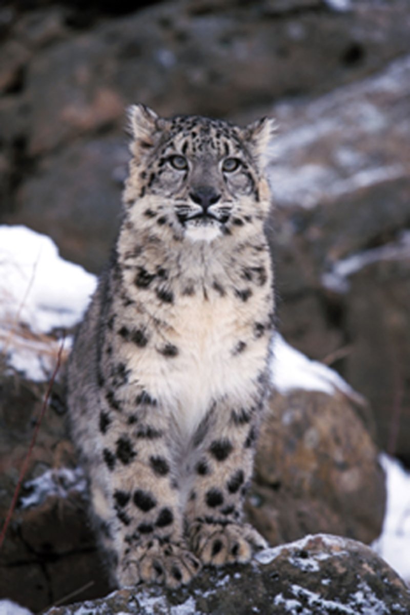 Ареал снежных Барсов