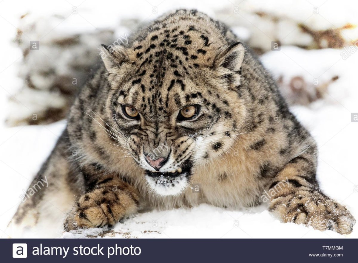 Снежный Барс осетин