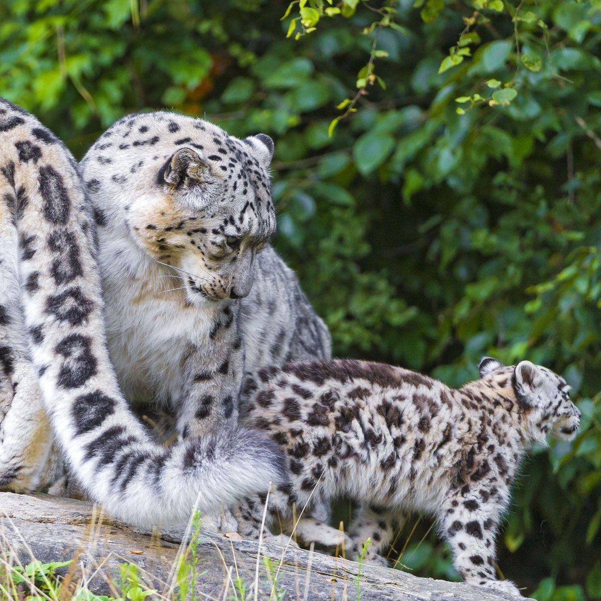 Снежный Барс Ирбис в горах