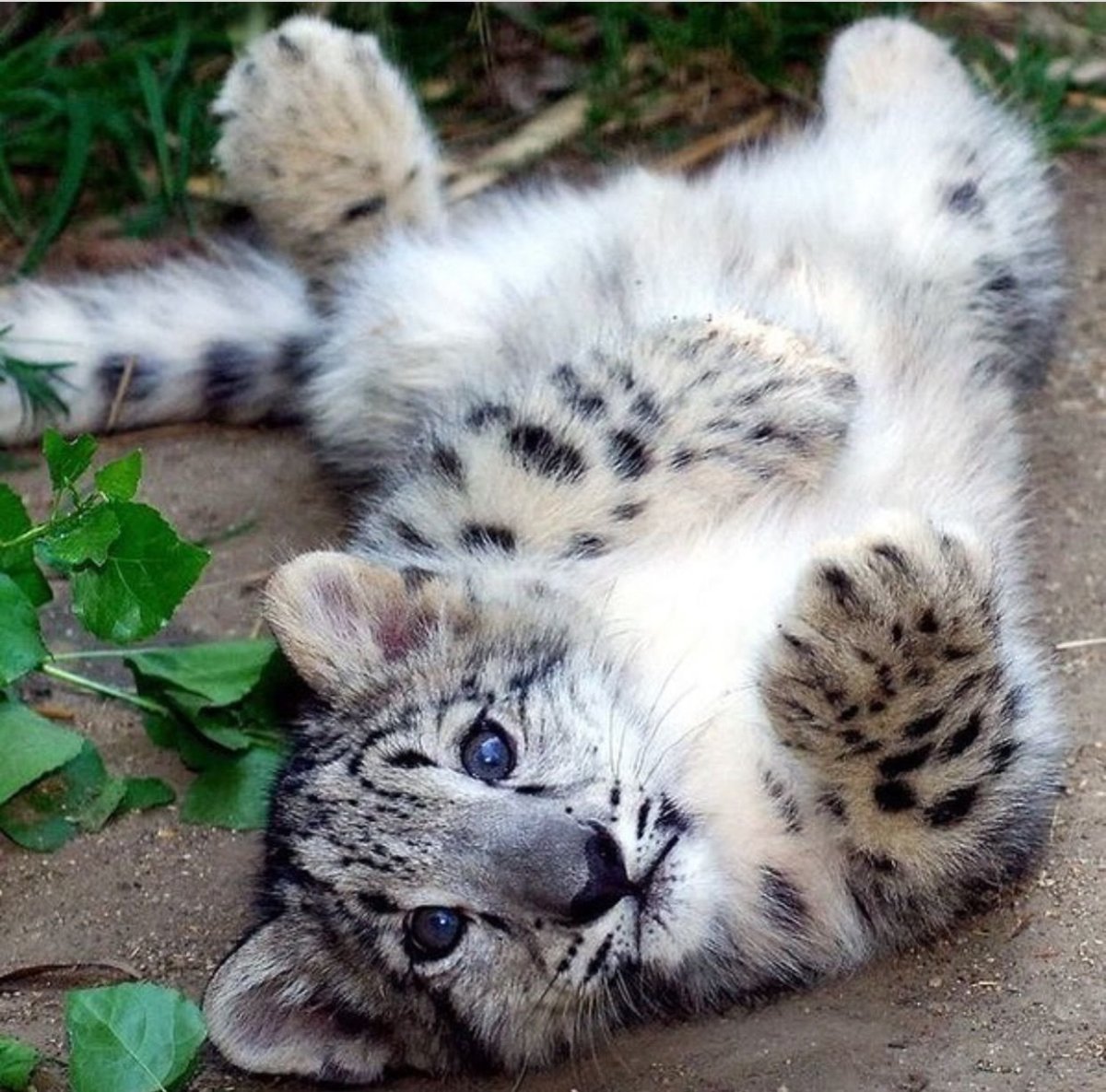 Ирбис самка