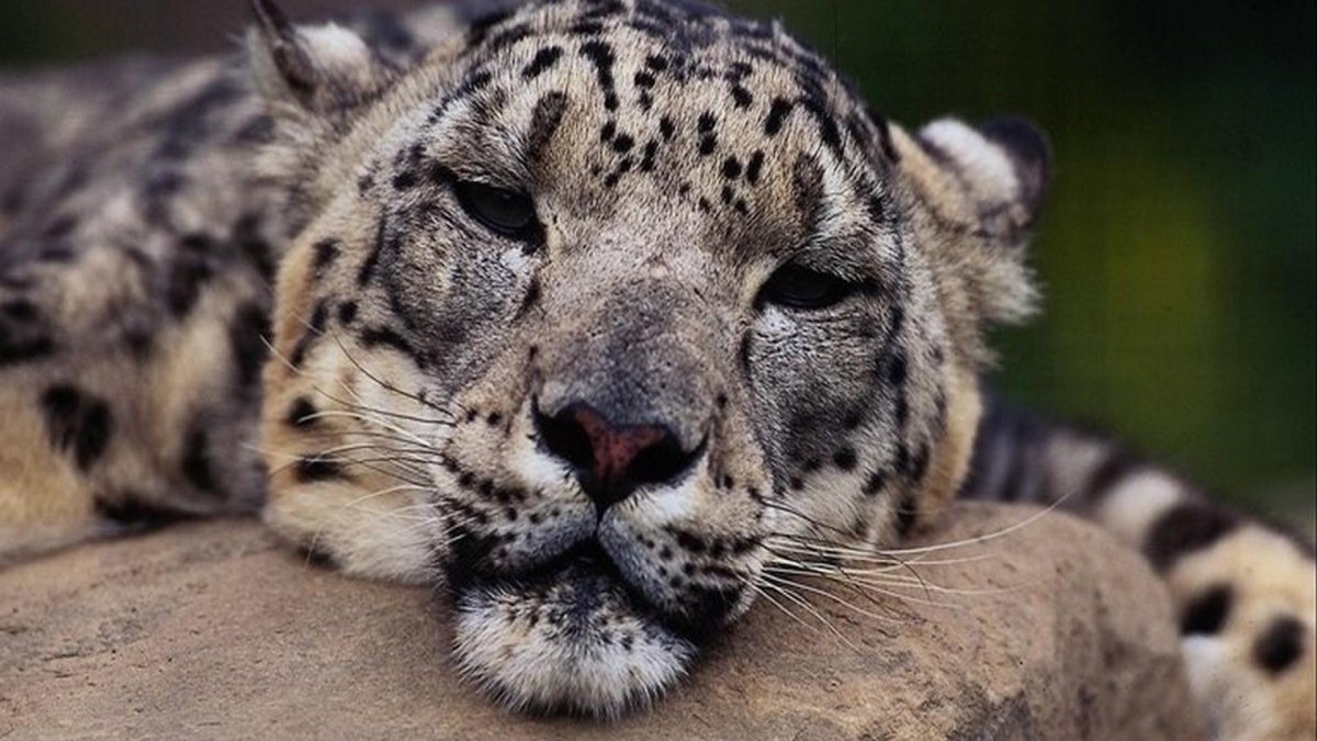 Пуффи снежный Барс