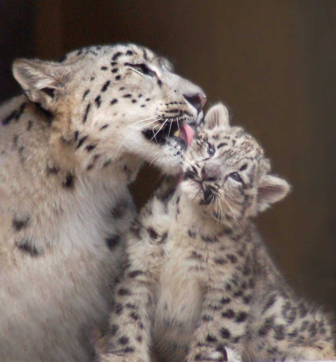 Ирбис снежный Барс в природе