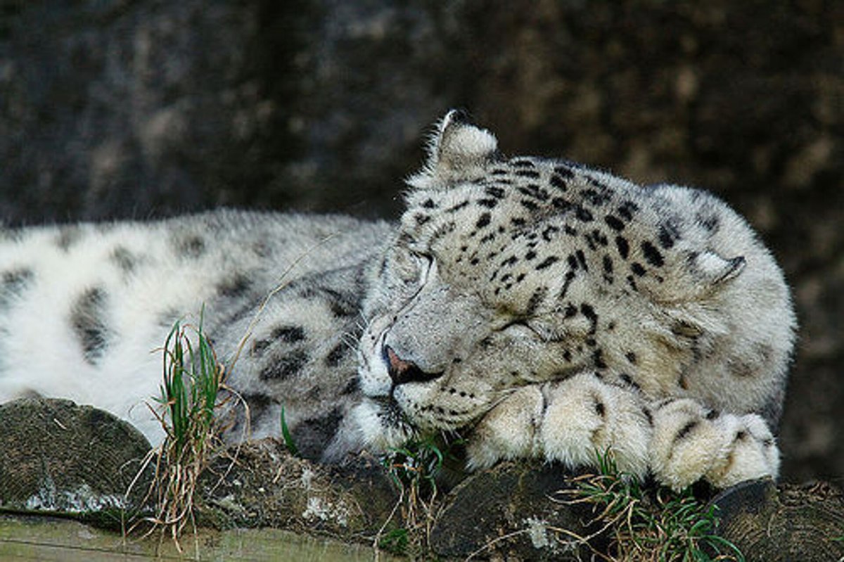 Снежный Барс белый