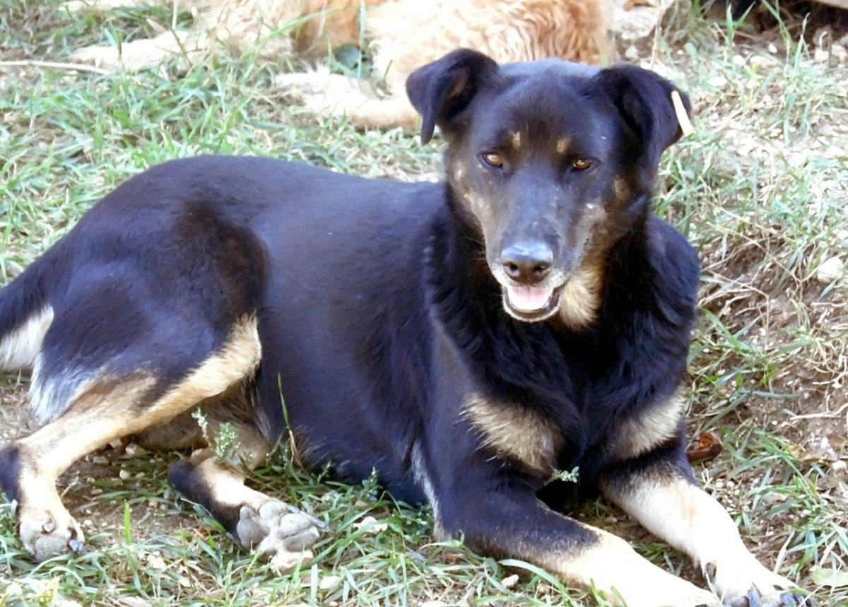 Смесь ротвейлера и ризеншнауцера