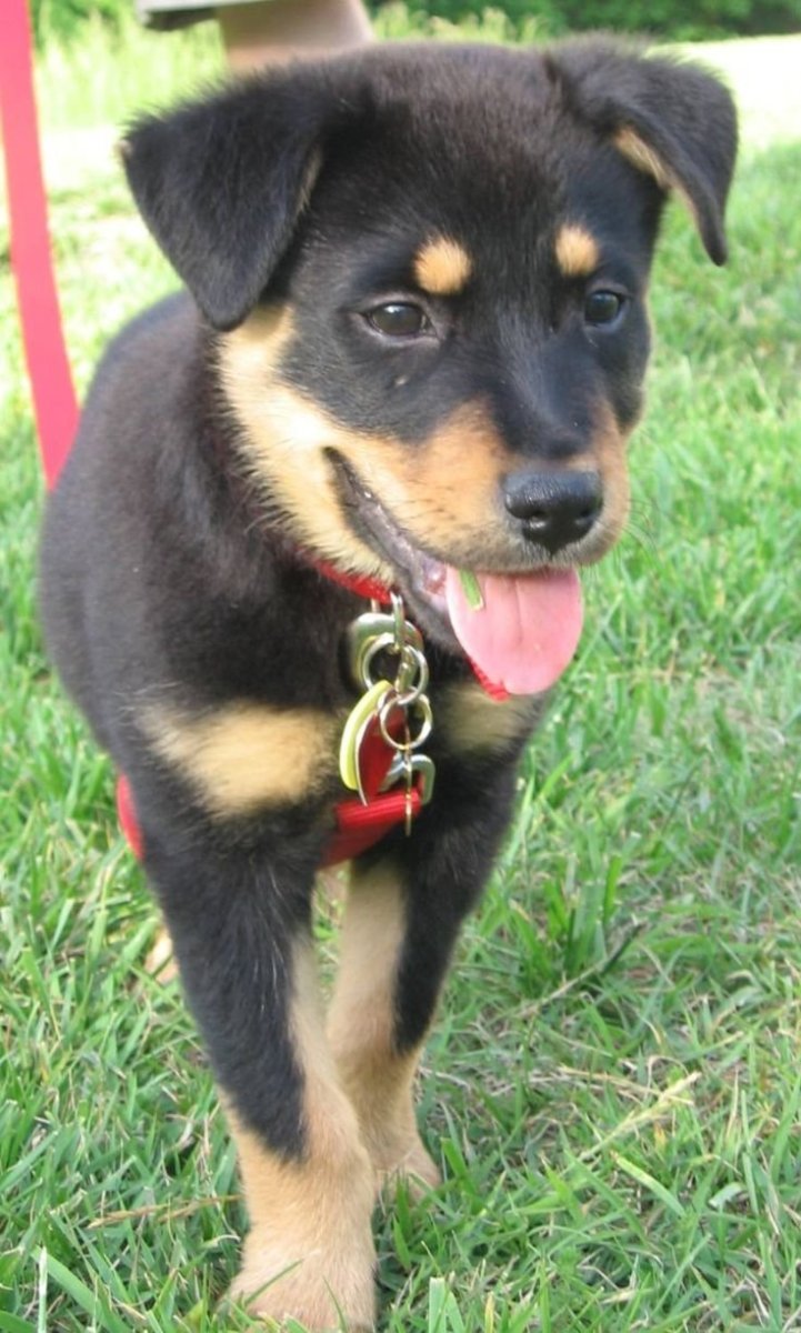 Метис ротвейлера