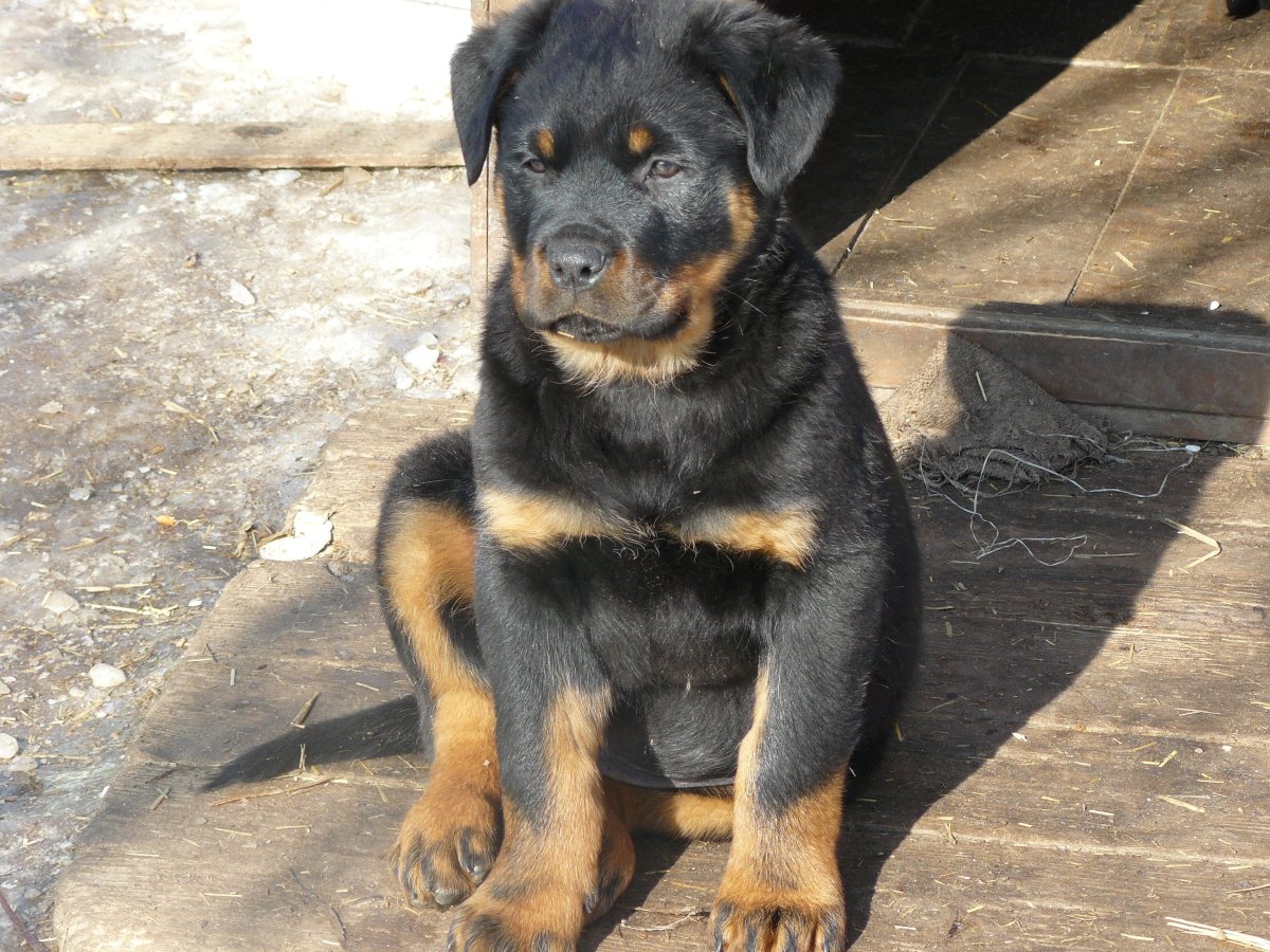 Метис ротвейлера