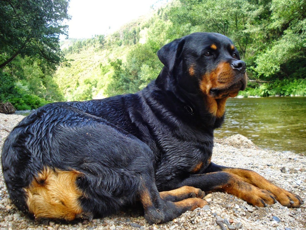Ротвейлер и хаски