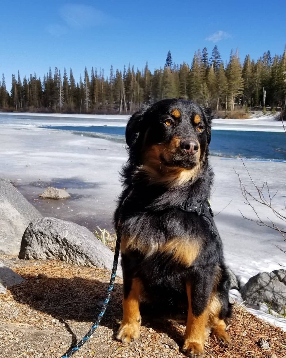 Ротвейлер рекс