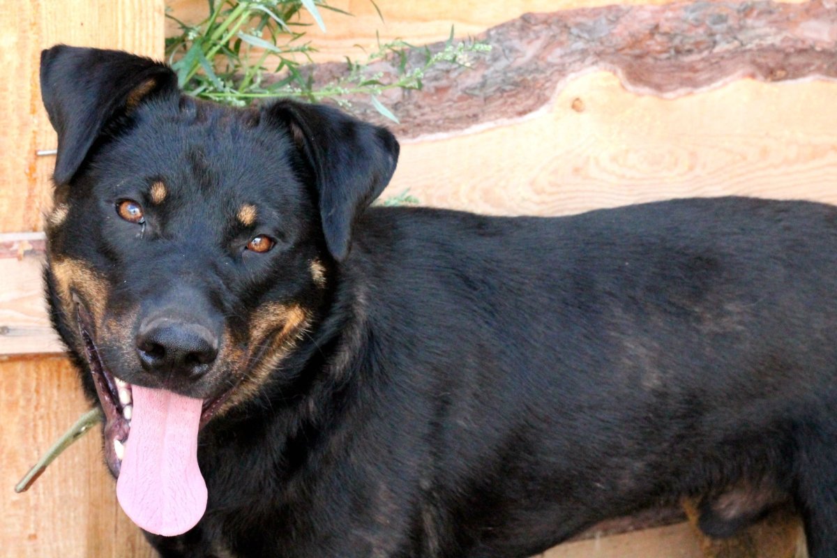 Метис ротвейлера