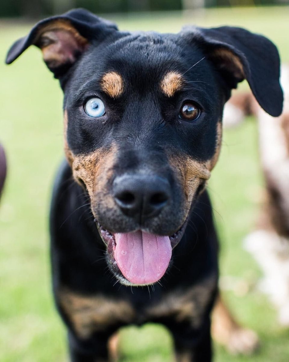 Ротвейлер помесь с алабаем