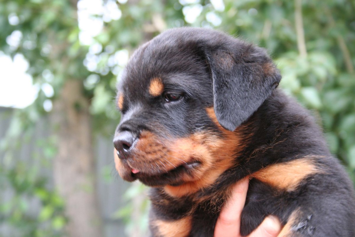 Помесь эрдельтерьера и ротвейлера