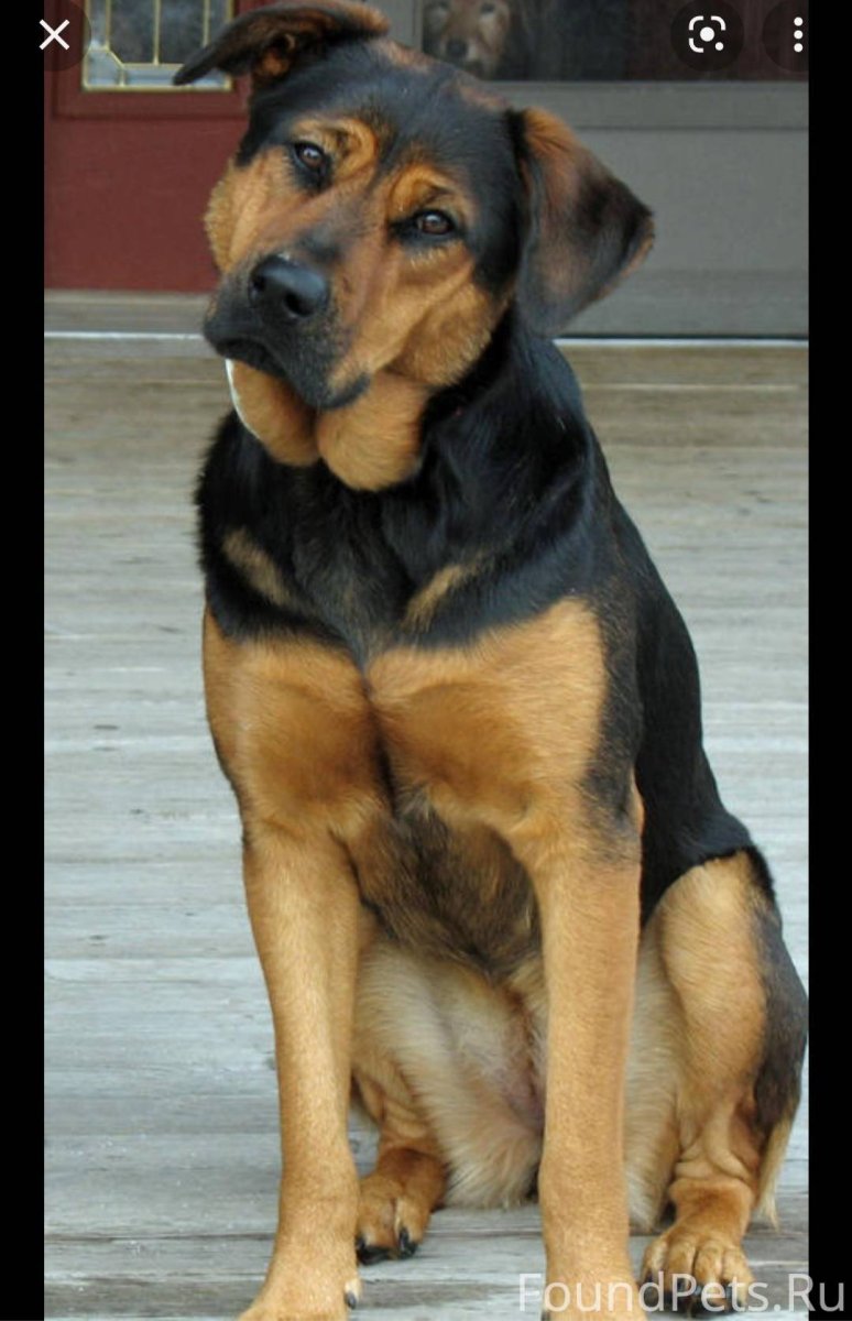 Помесь ротвейлера и лайки