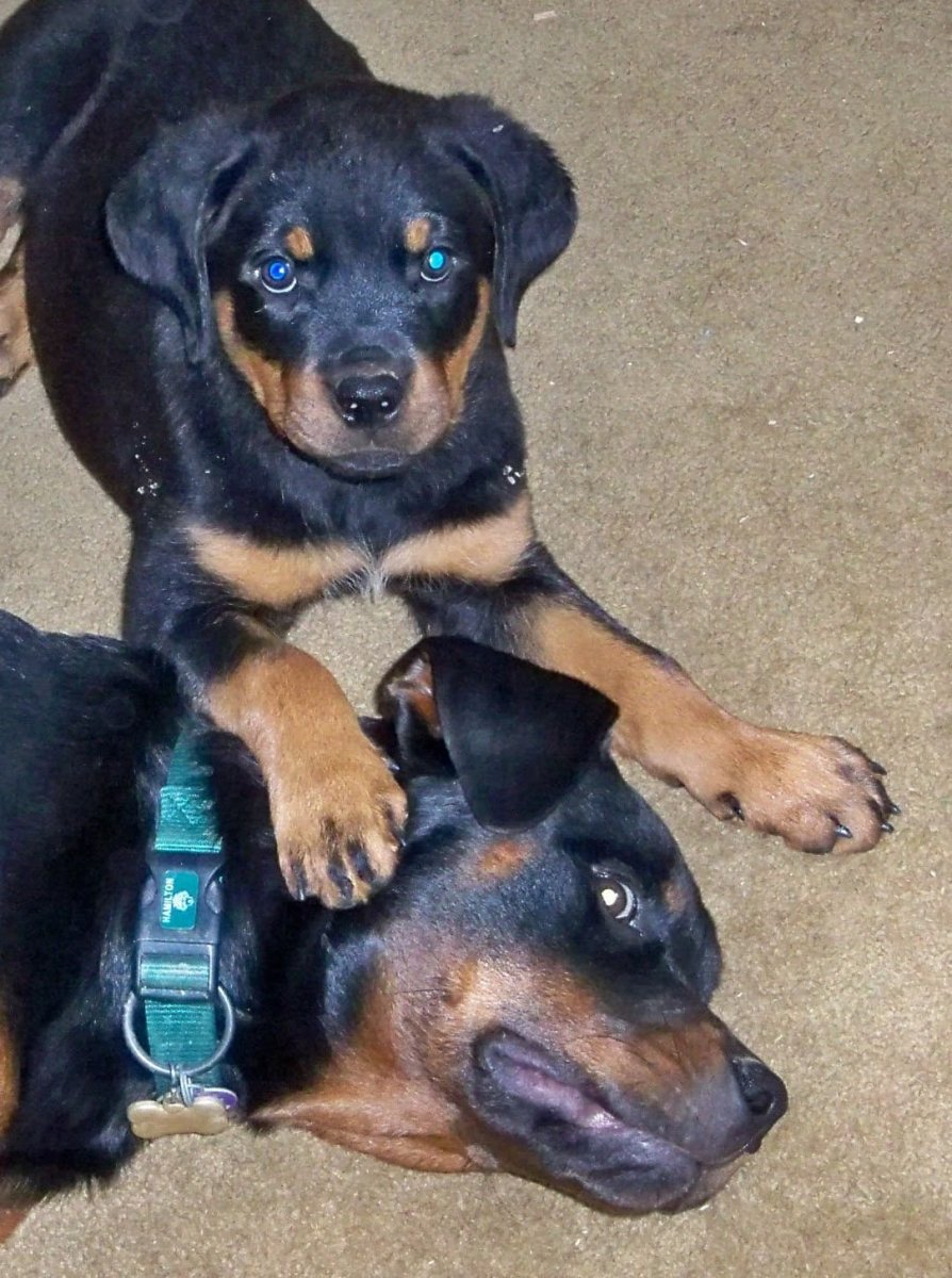 Бигль и ротвейлер