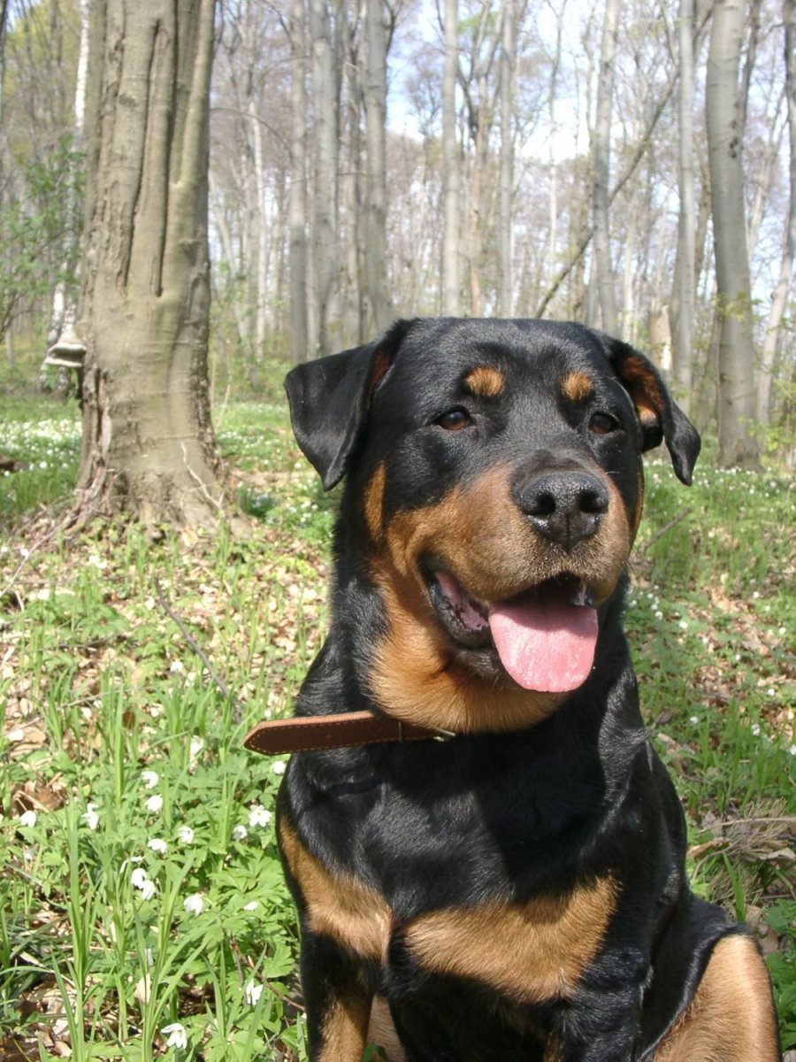 Метис ротвейлера и немецкой овчарки