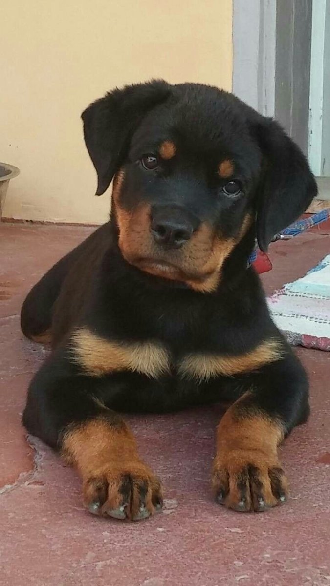 Скандинавский ротвейлер