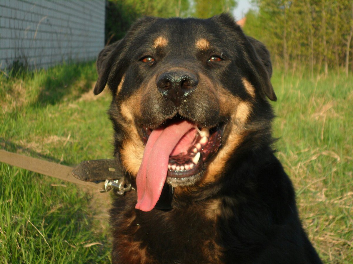 Метис овчарки и ротвейлера