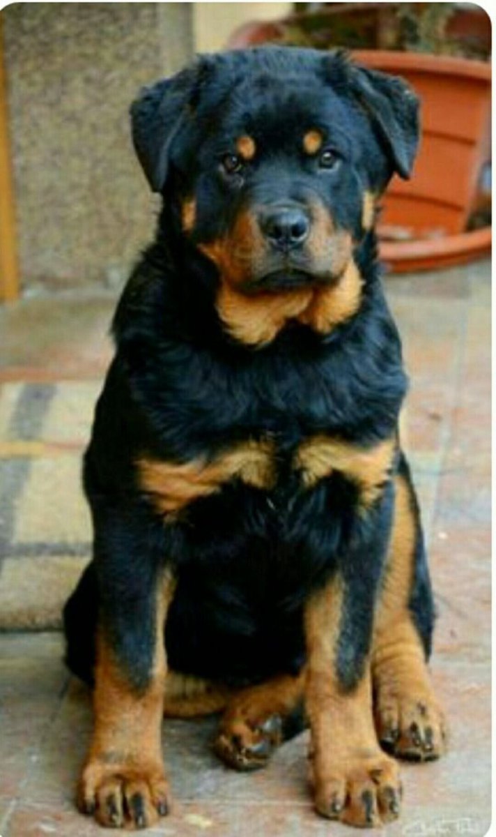 Босерон метис