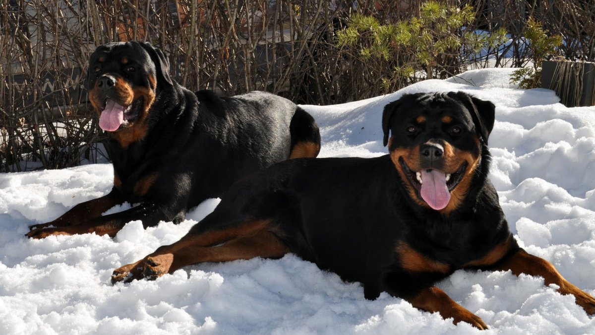 Чихура ротвейлер помесь