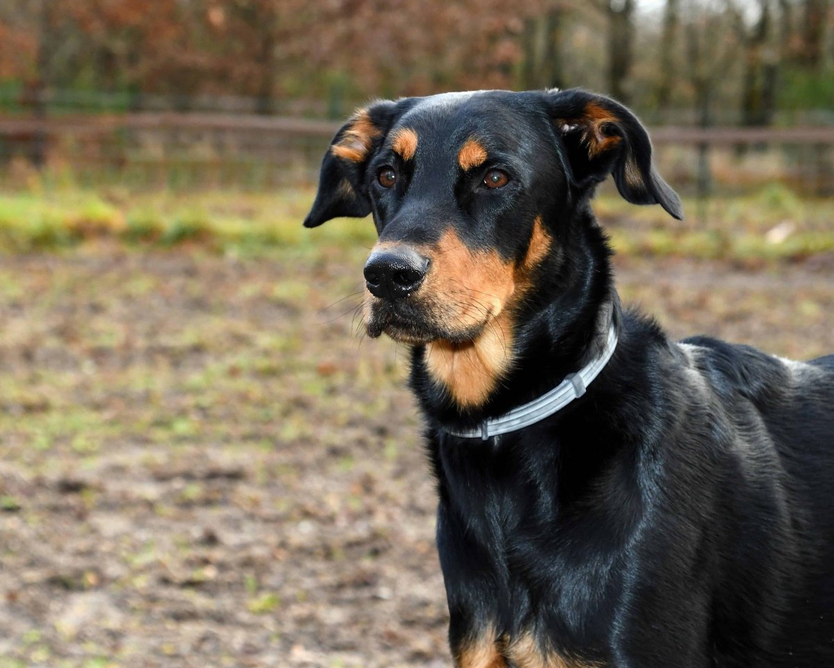 Золотистый ротвейлер