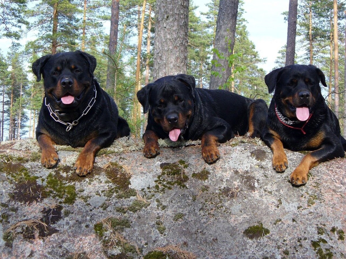 Порода Малховер