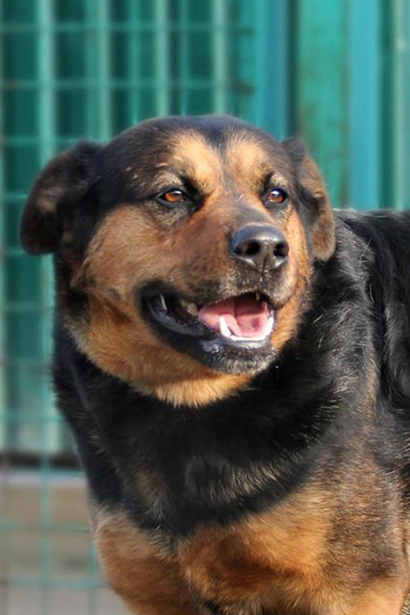 Ротвейлер и хаски