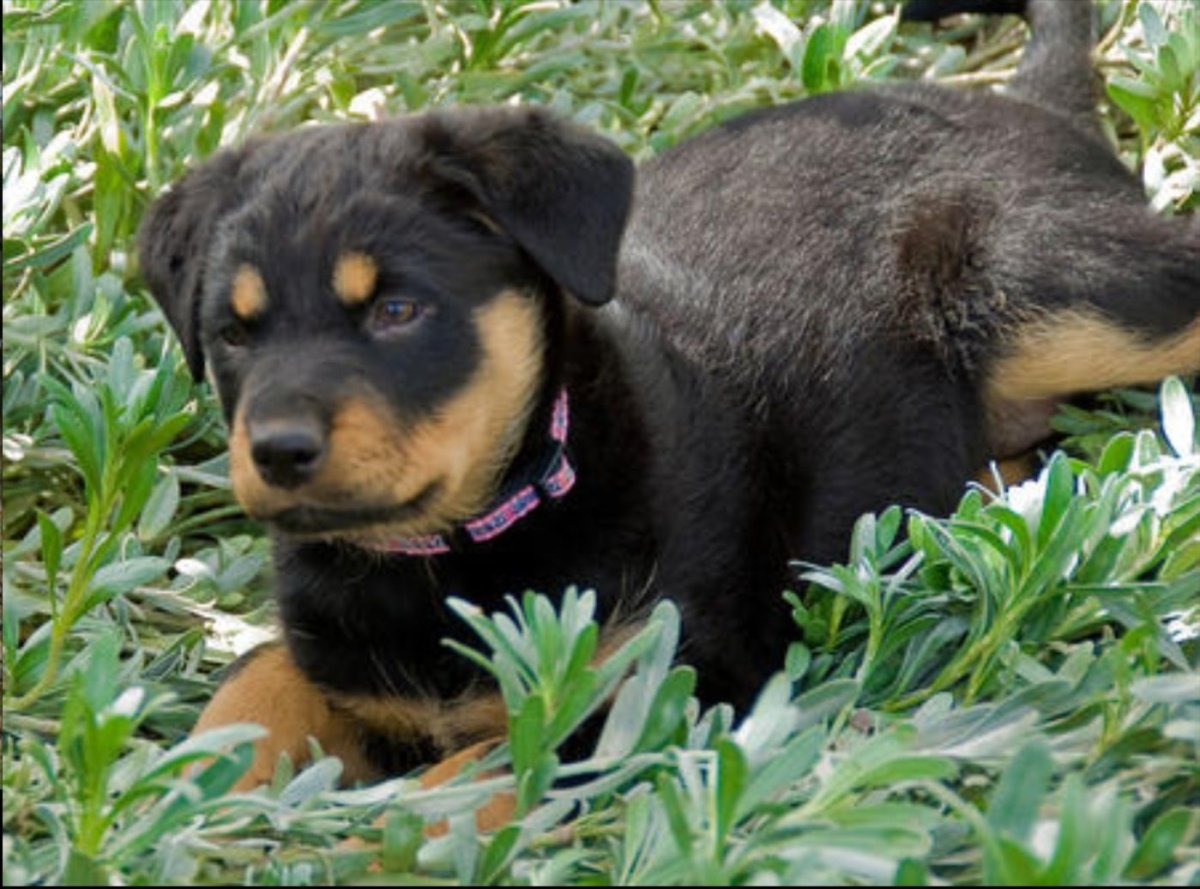 Ротвейлер и Доберман