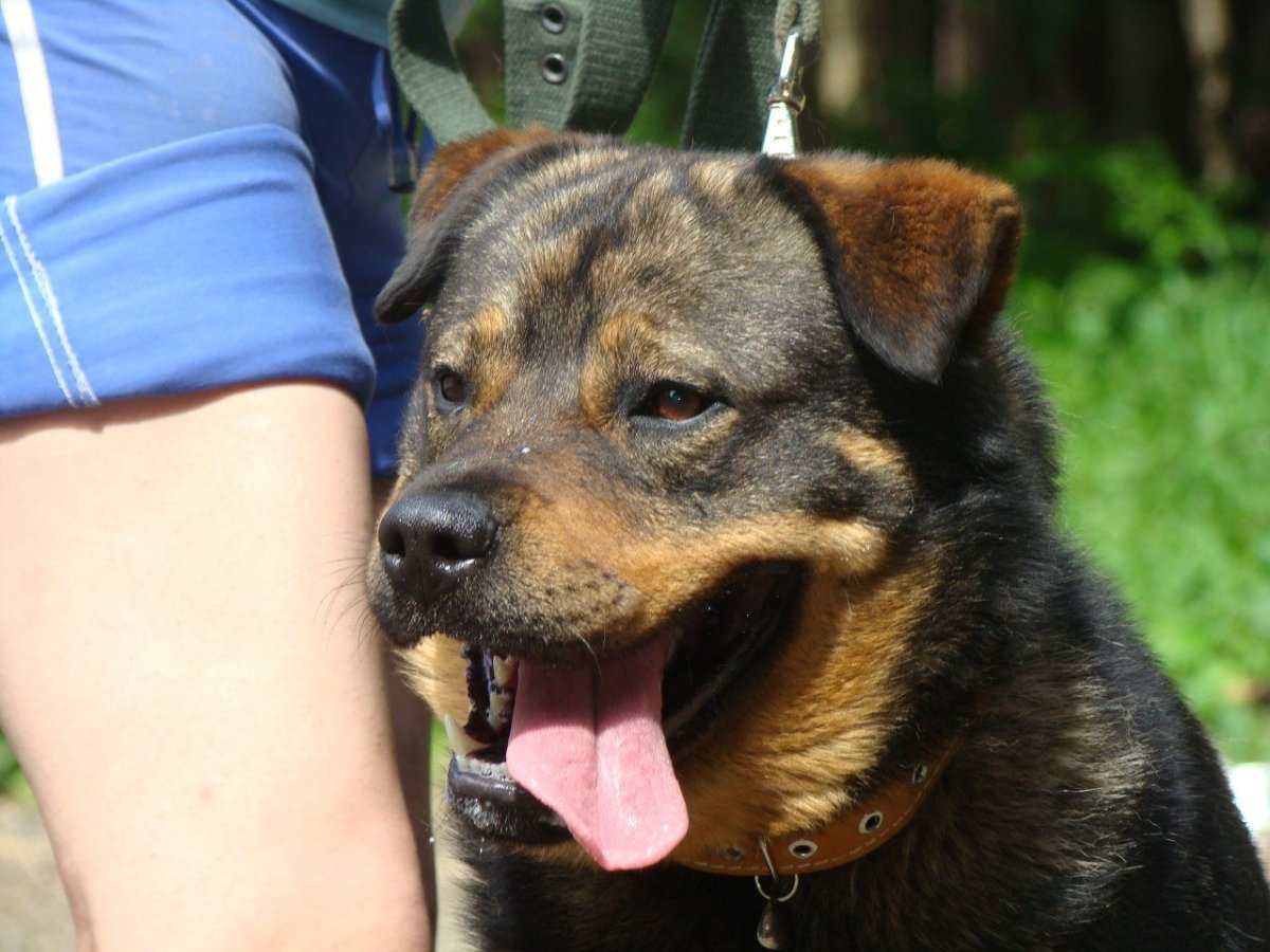 Чистокровный ротвейлер