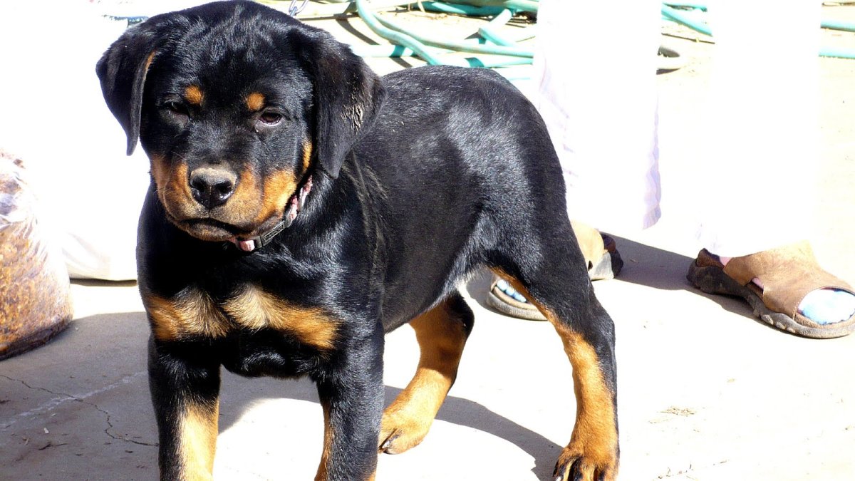 Питбуль ротвейлер Доберман