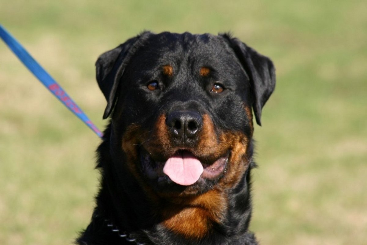 Алабай и ротвейлер смесь