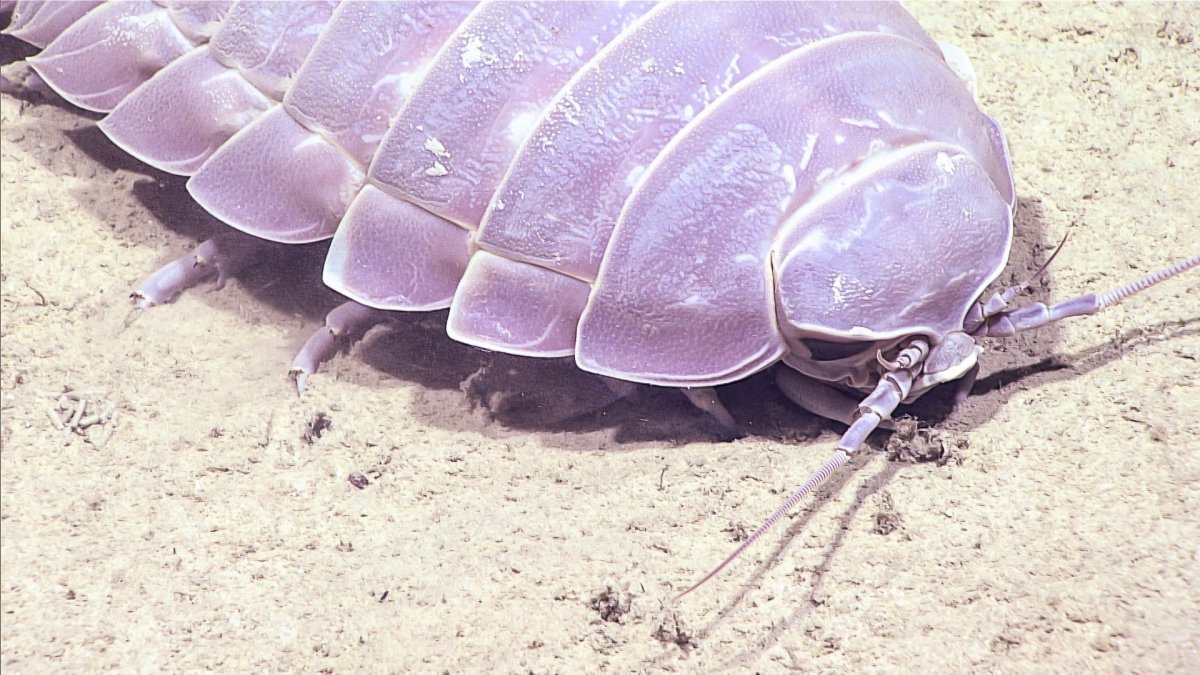 Мокрица Крымская трава