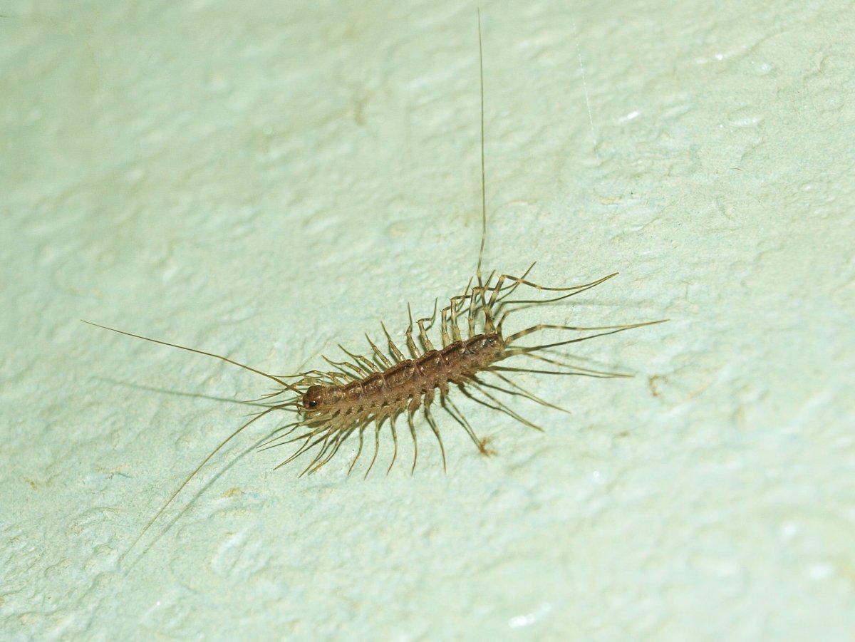 Мокрица сколопендра