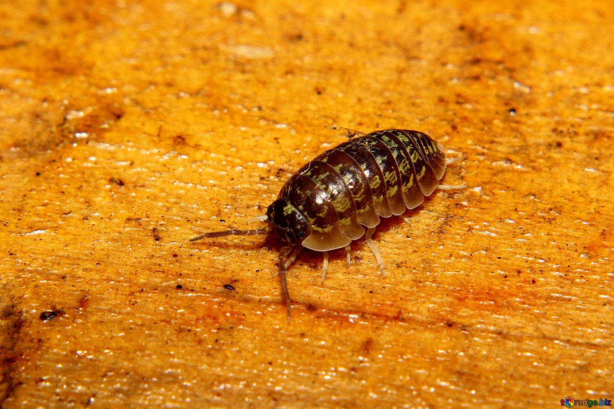 Губоногие многоножки