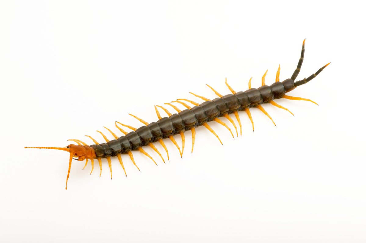 Сибирская многоножка насекомое