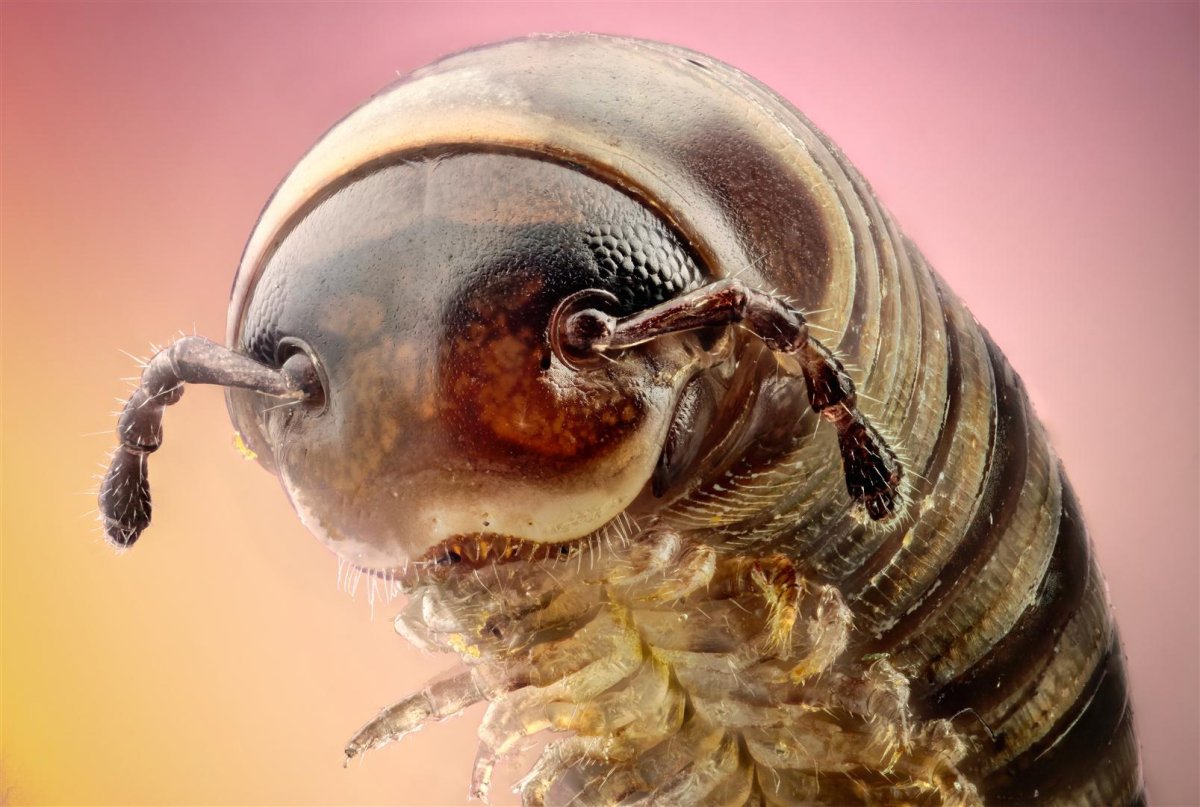 Мокрицы Armadillidium vulgare