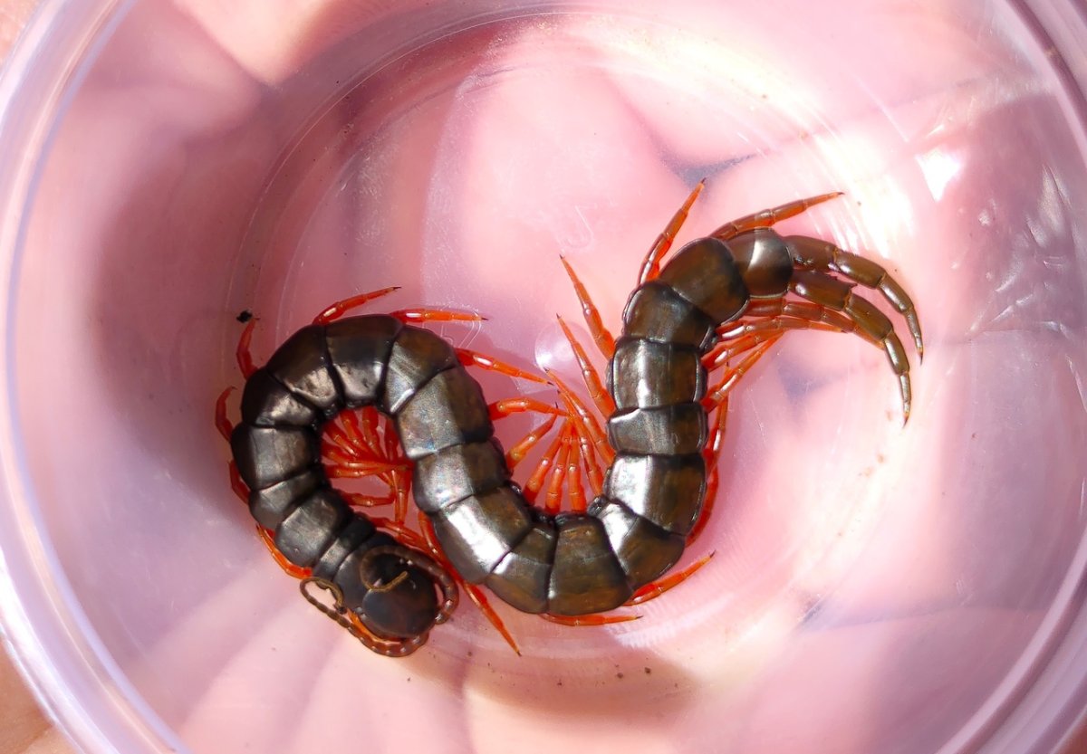 Сороконожка фото