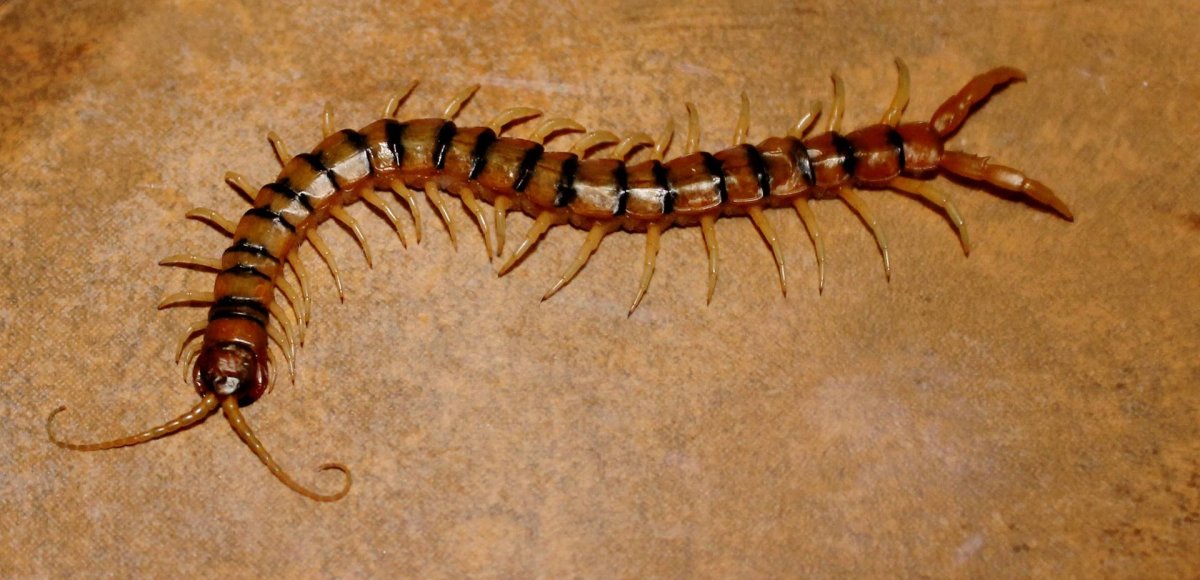 Сколопендра скутигера