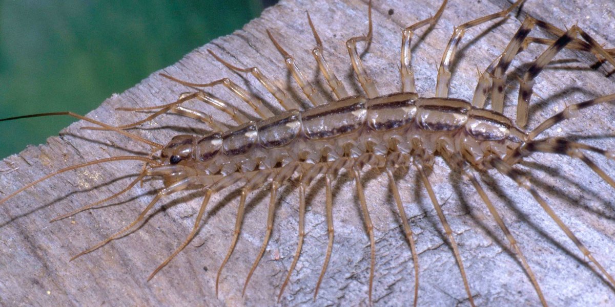 Мокрица Жук личинки