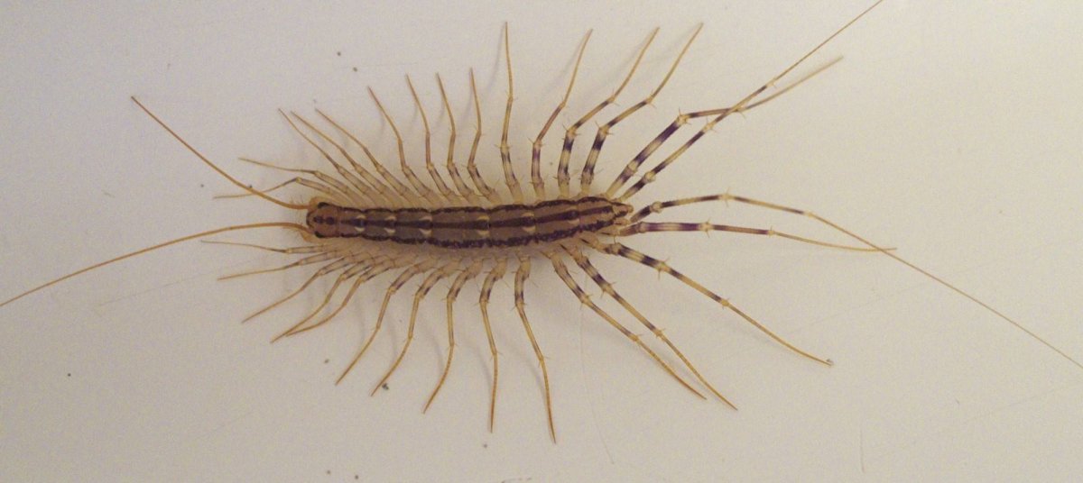 Паук многоножка