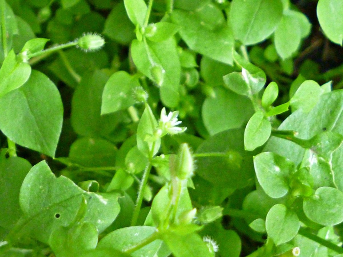 Жук мокрица в доме