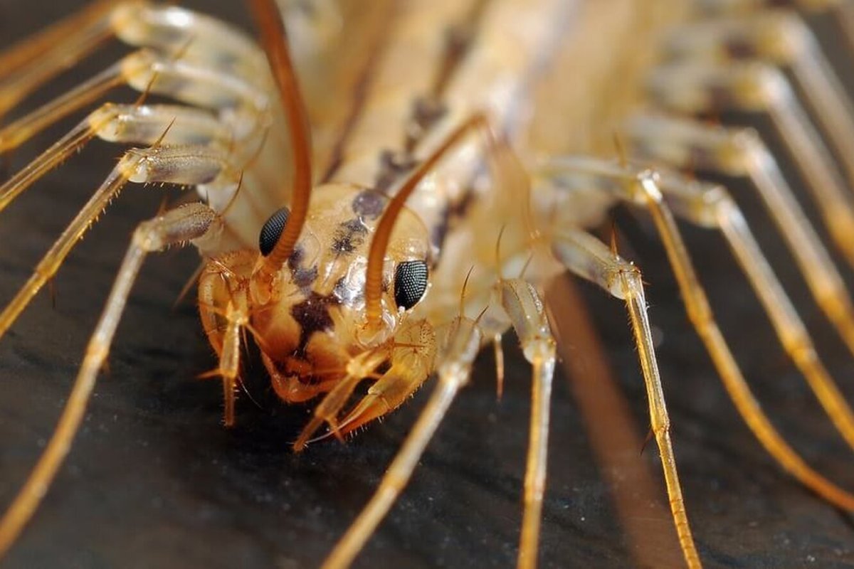 Мокрицы Armadillidium vulgare