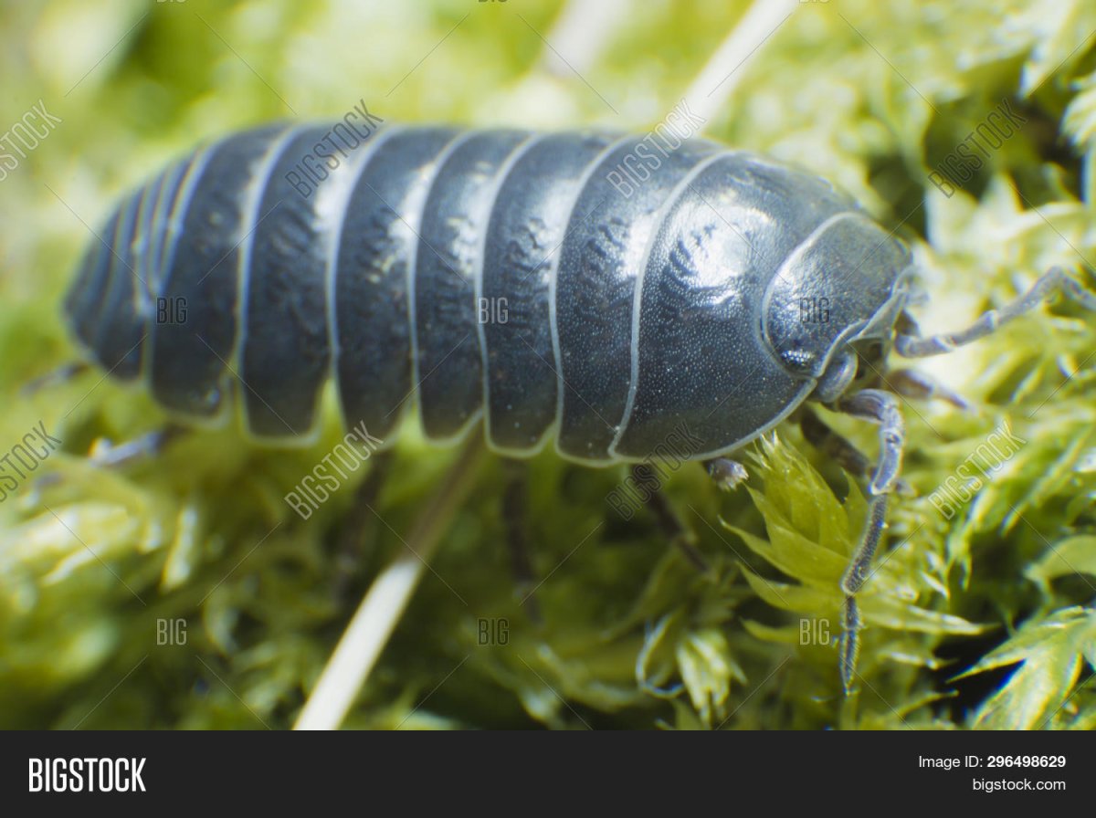 Мокрица анатомия