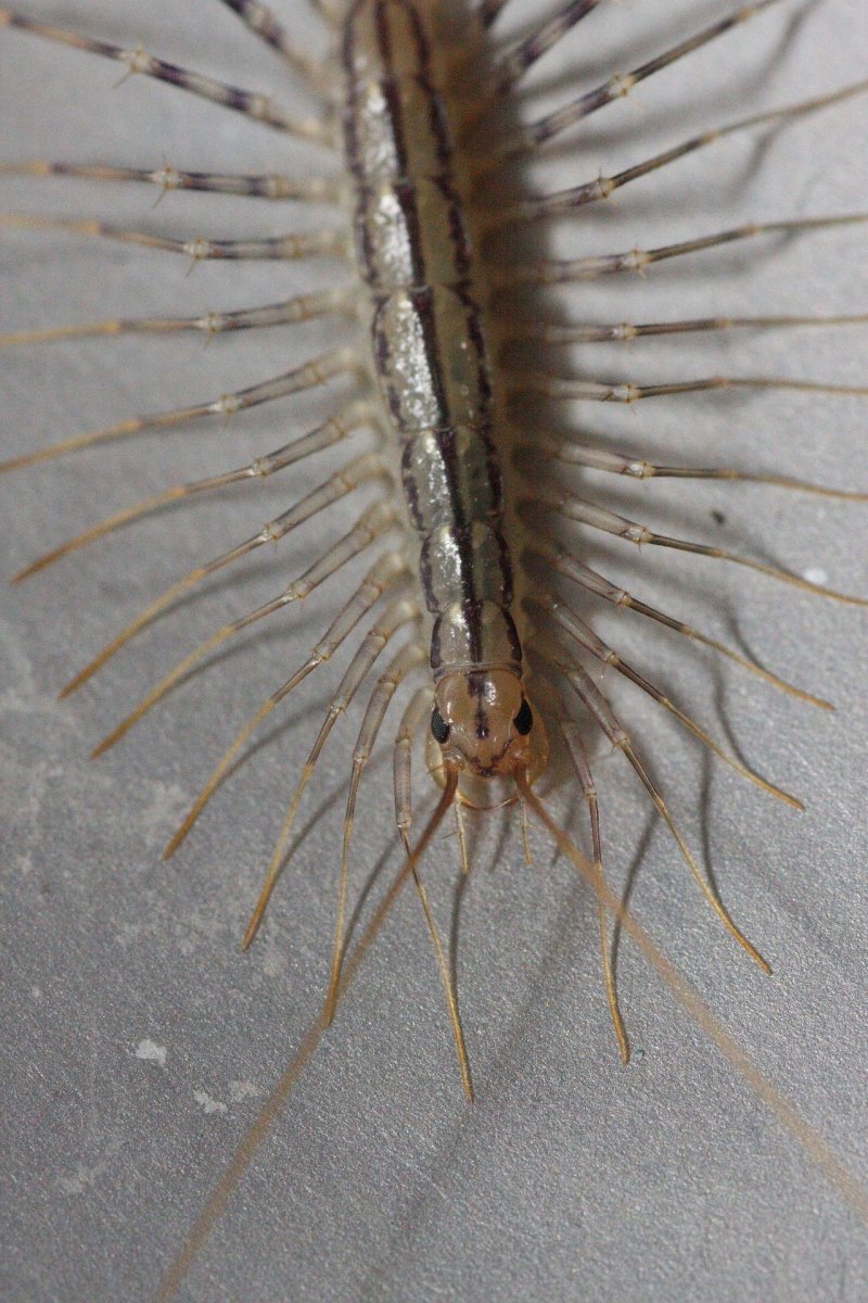 Сороконожка мухоловка белая