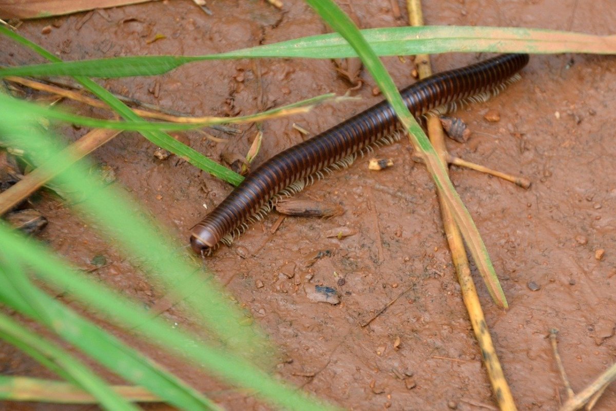 Azerbaidzhanum мокрица