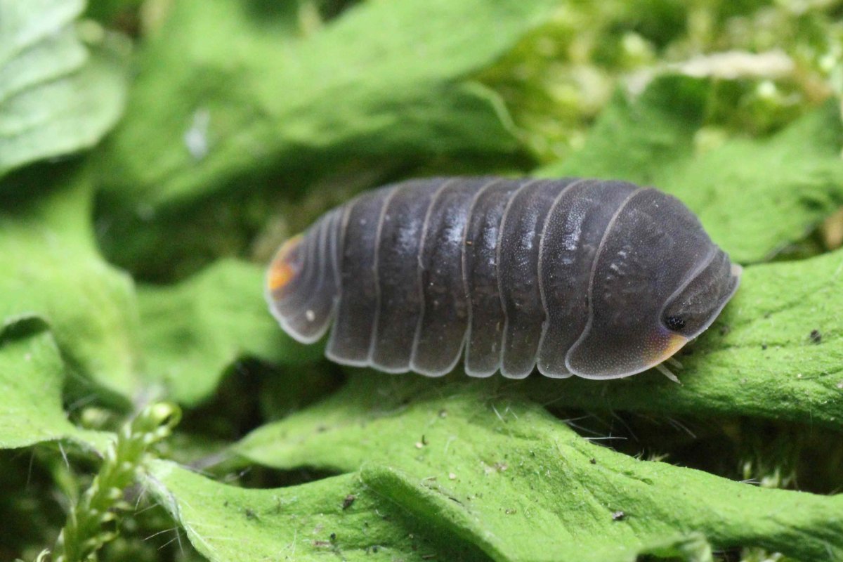 Мокрица двухвостка