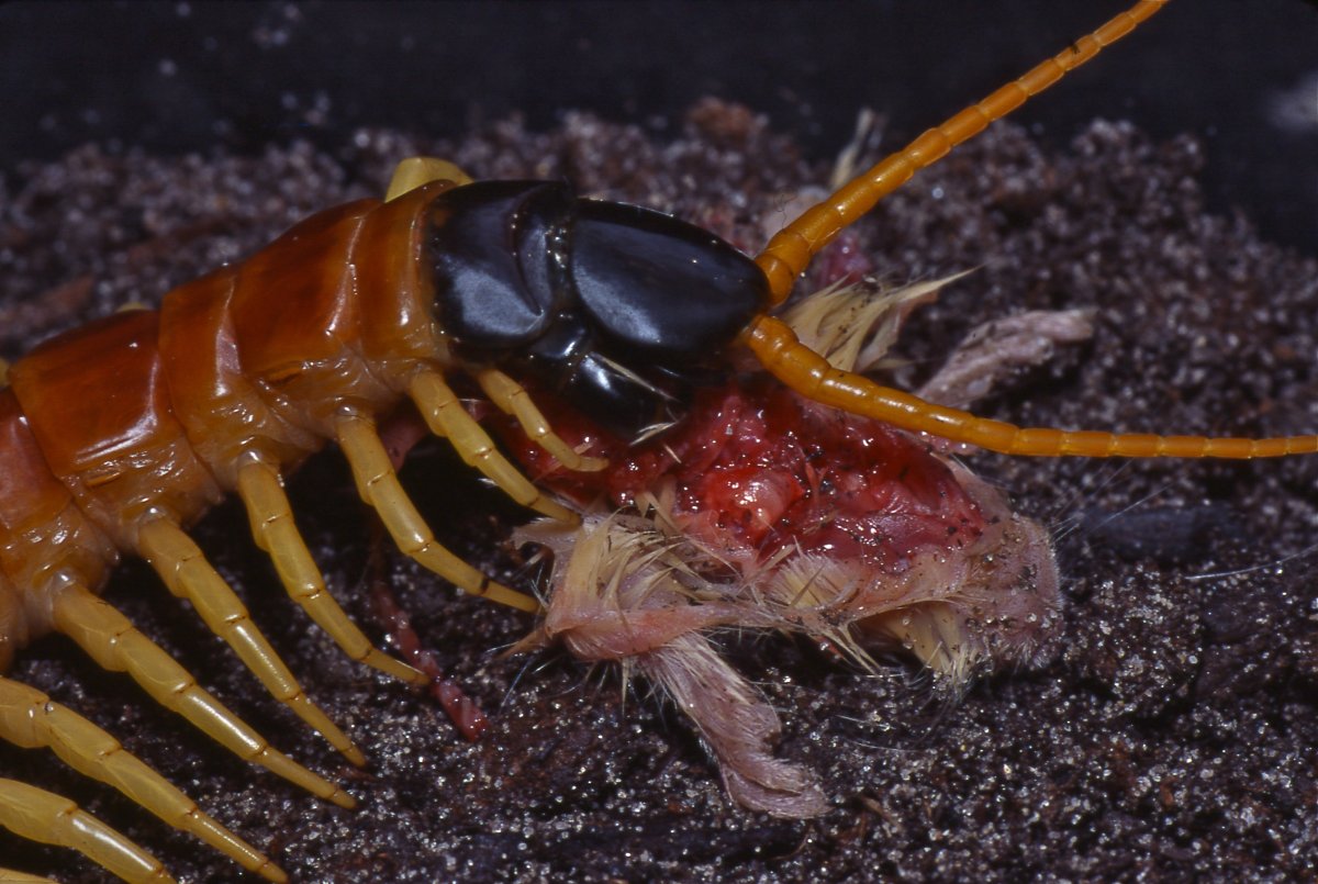Мокрицы Porcellio scaber